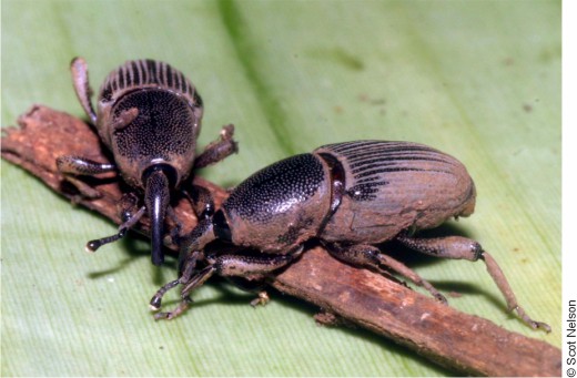 Pareja de Cosmopolites sordidus adultos